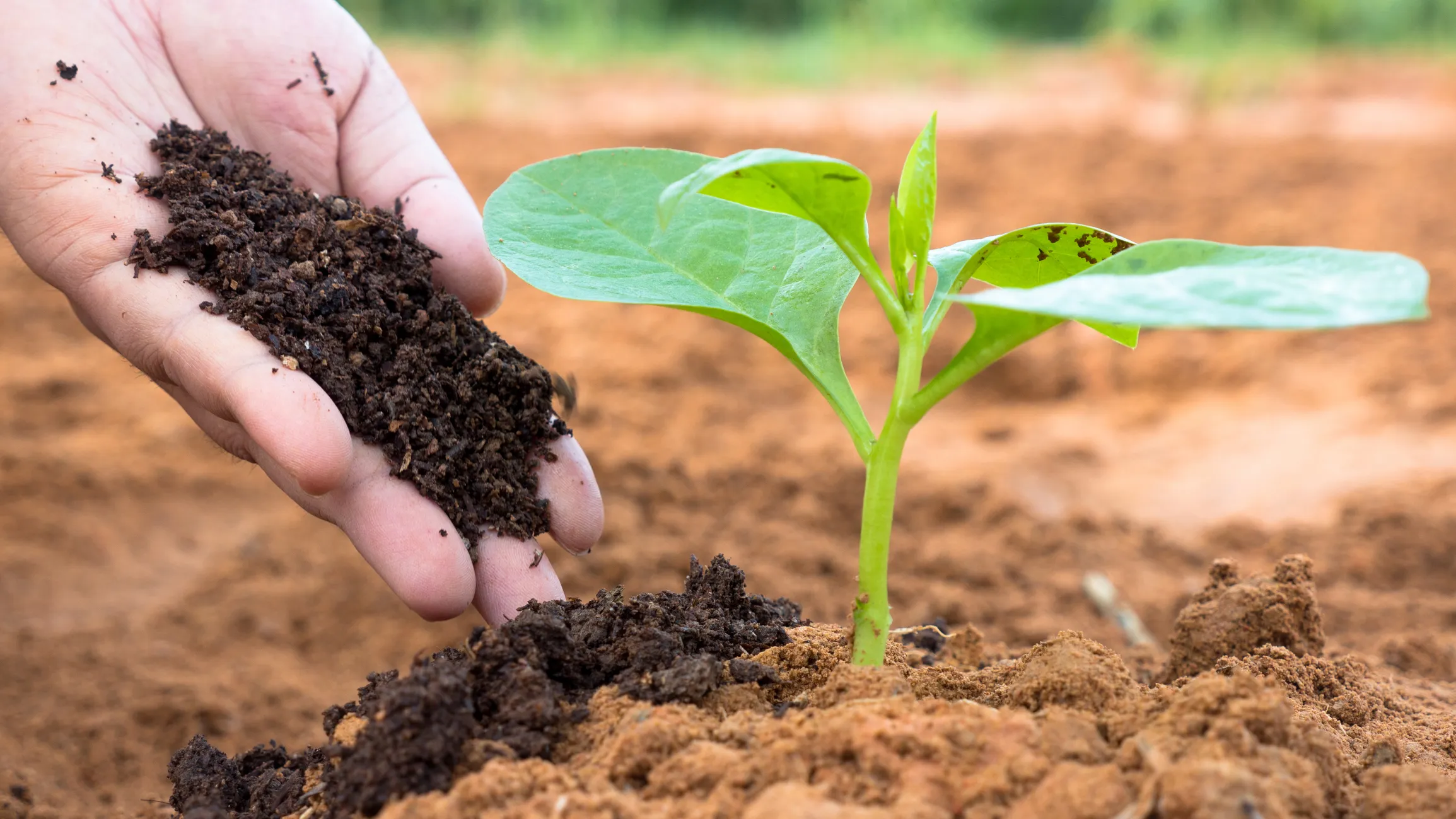 composting-vermicomposting-makes-your-garden-grow_nc-state-extension_homegrown Phối trộn đúng tỷ lệ giúp tạo ra giá thể giàu dinh dưỡng và thoáng khí
