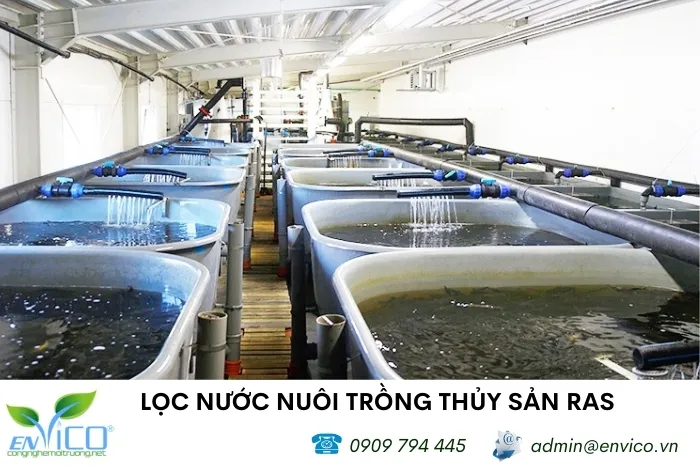 Hệ thống lọc tuần hoàn hiện đại giúp duy trì chất lượng nước ổn định cho cá lăng