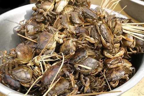 cua-dong-ca-chach-bun Cung cấp đầy đủ dinh dưỡng là chìa khóa để cua đồng nhanh lớn và đạt chất lượng thương phẩm