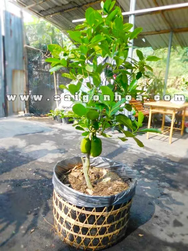 Thành quả ngọt ngào từ việc kiên trì chăm sóc cây mít Thái mini tại nhà