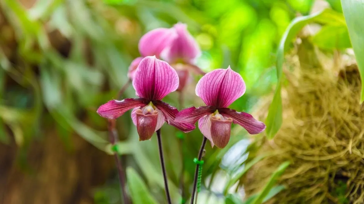 Vẻ đẹp kiêu sa của Lan Hài Paphiopedilum khi được chăm sóc trong giá thể chuyên dụng