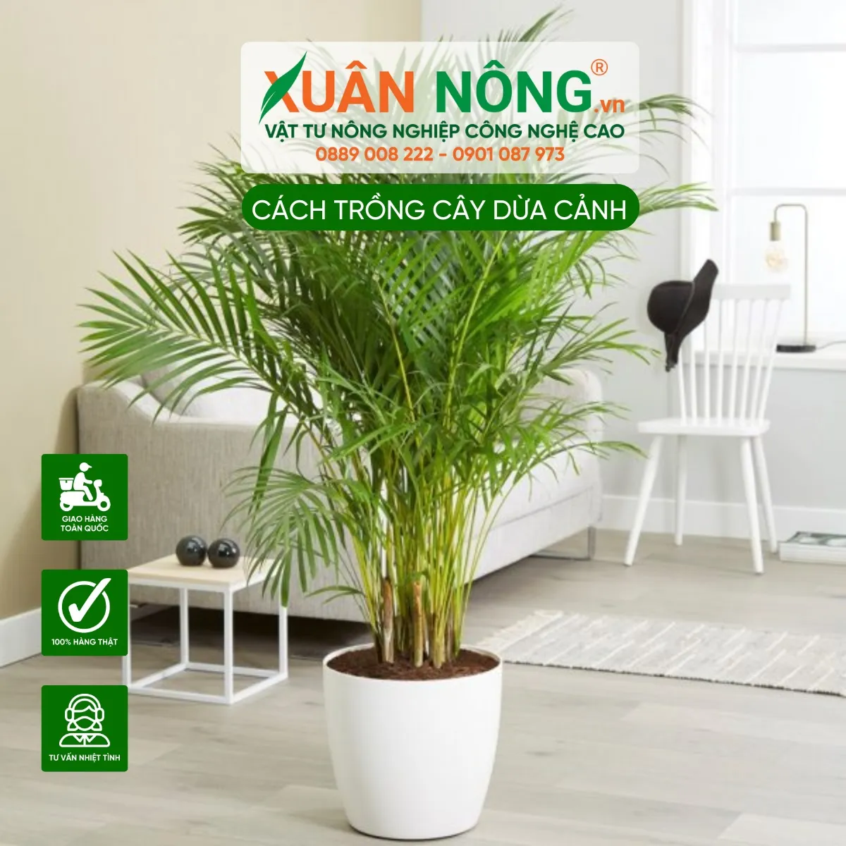 Việc bón phân định kỳ giúp dừa đỏ lùn duy trì sức sinh trưởng mạnh mẽ trong chậu