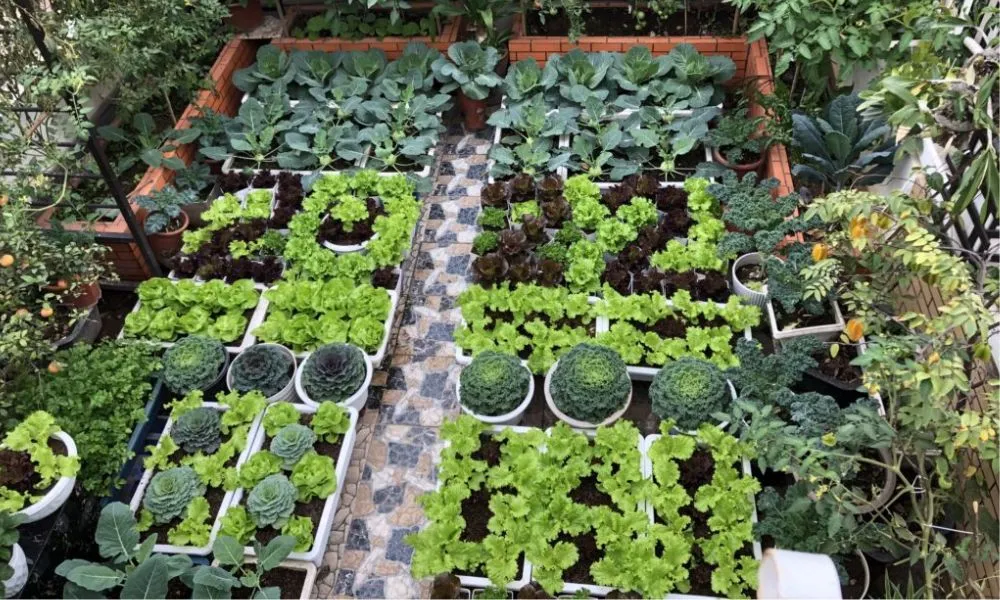 Sử dụng giá thể xơ dừa tự làm giúp vườn rau phát triển xanh tốt và tiết kiệm chi phí