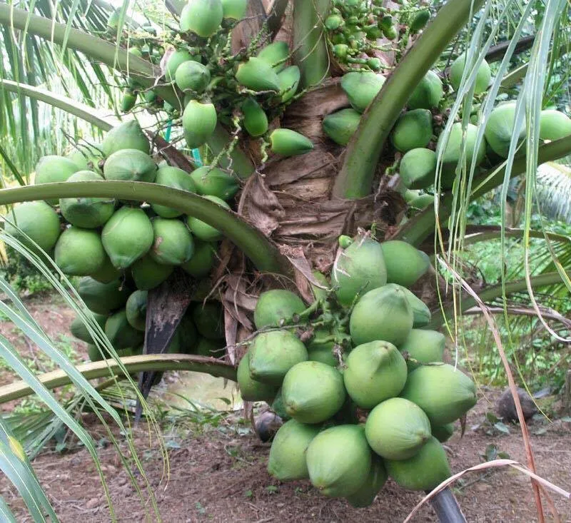 Năng suất trái của dừa lùn Thái Lan vô cùng ấn tượng ngay cả khi trồng trong chậu