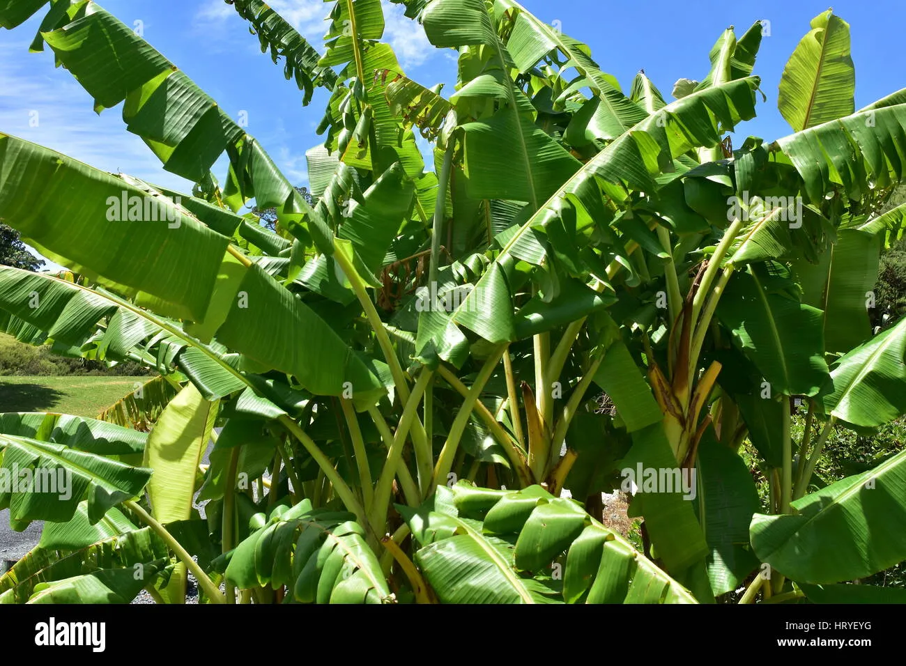 Lá chuối tươi xanh  Nguồn cung cấp magie tự nhiên dồi dào giúp bộ lá cây trồng xanh đậm