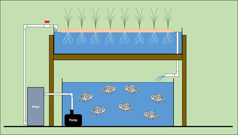 Sơ đồ kỹ thuật chi tiết của hệ thống lọc tuần hoàn cho tôm biển Aquaponics