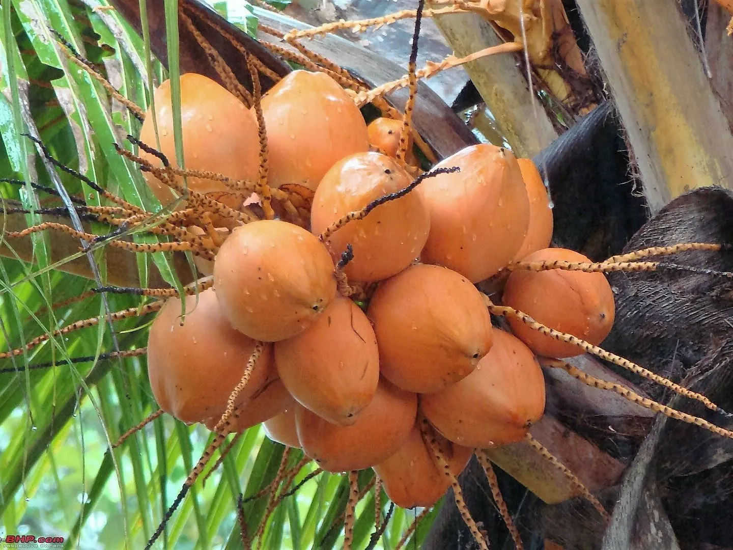 Màu sắc bắt mắt của dừa đỏ lùn tạo điểm nhấn tuyệt vời cho không gian xanh
