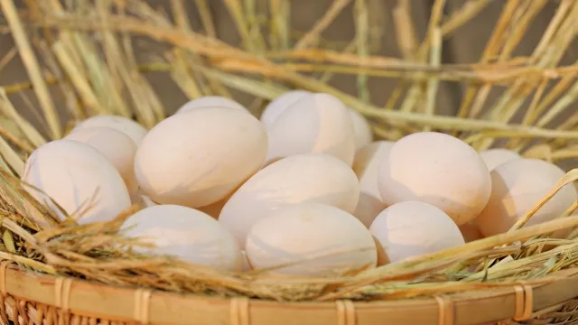 Thu hoạch trứng vịt xiêm tươi sạch từ sân vườn mang lại cảm giác an tâm và hài lòng