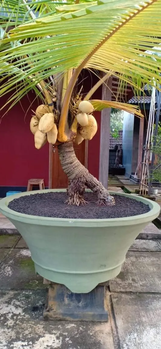 Dừa còi lùn lá vàng mini mang vẻ đẹp sang trọng và độc đáo cho không gian nội thất hiện đại
