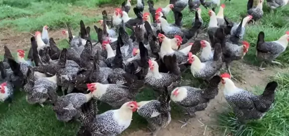 Mô hình nuôi gà Ai Cập lùn trong không gian vườn nhỏ gia đình