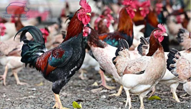 Gà Mía có ngoại hình oai vệ sức đề kháng tốt và khả năng thích nghi cao với điều kiện thả vườn