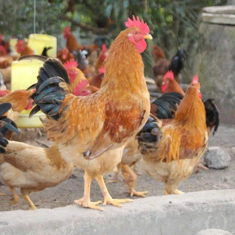 Lựa chọn gà giống chất lượng là nền tảng để có đàn gà Tàu Vàng mỏ cam đẹp sau này