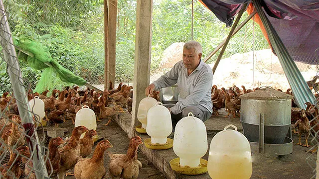 Phối hợp thuốc nam đúng liều lượng là chìa khóa giúp gà phát triển toàn diện