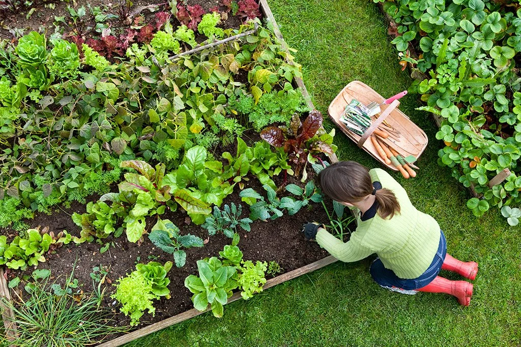 garden-bkgd-aerial Hành động đào bới và chôn lấp chất hữu cơ giúp cải thiện độ phì nhiêu của đất