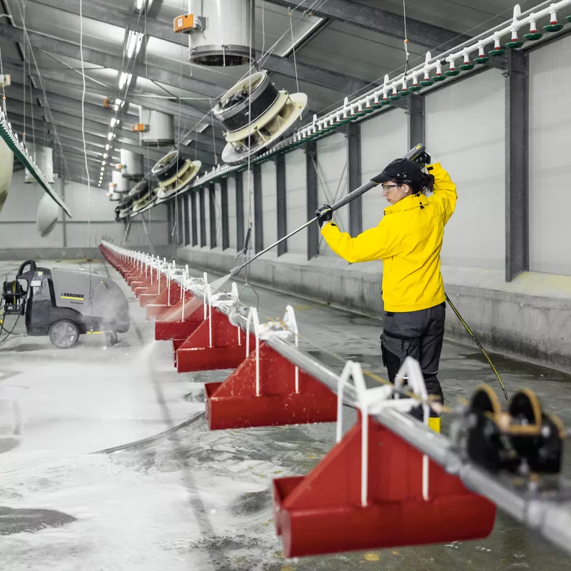 Vệ sinh chuồng trại định kỳ là yếu tố then chốt giúp đàn cút khỏe mạnh