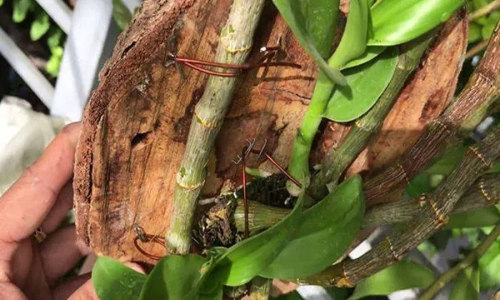 Bộ rễ lan phát triển khỏe mạnh và bám chắc vào bề mặt gỗ lũa