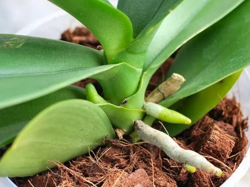 Giá thể than bùn là lựa chọn hàng đầu cho các dòng lan hút nước mạnh như Hồ điệp