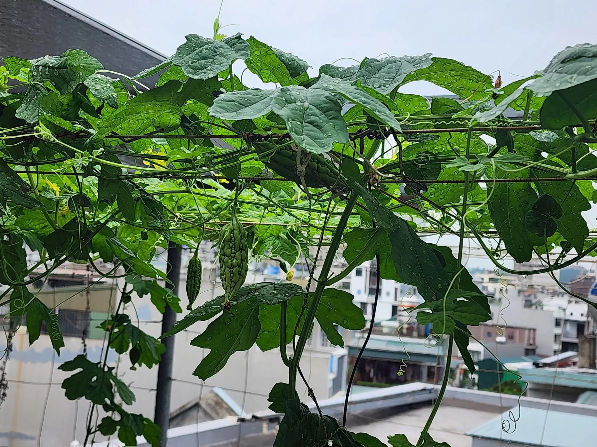 Tận dụng không gian sân thượng để trồng mướp đắng mini hiệu quả
