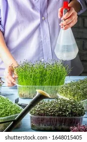 girl-spraying-microgreen-sprouts-spray-260nw-1648015405 Sử dụng bình phun sương để duy trì độ ẩm lý tưởng cho rau mầm