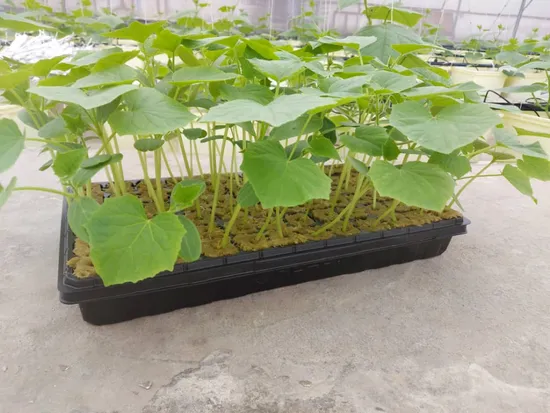 Cây con phát triển khỏe mạnh trên giá thể Rockwool trong hệ thống thủy canh hiện đại