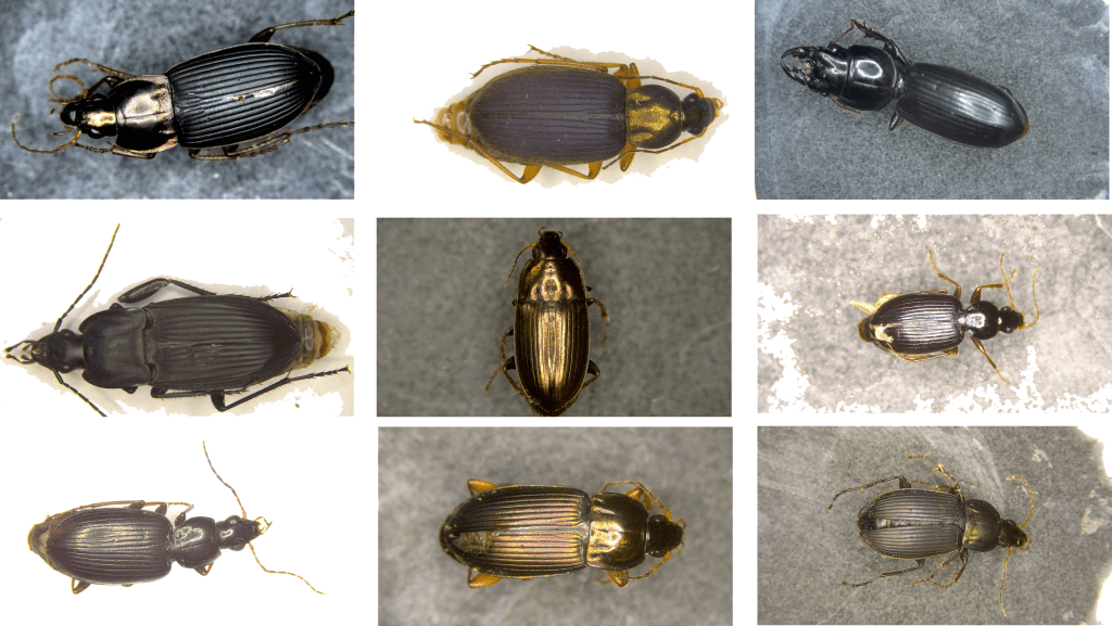 ground-beetles-1024x577-1 Môi trường vườn đa dạng sinh học là điều kiện tiên quyết để thu hút bọ hữu ích