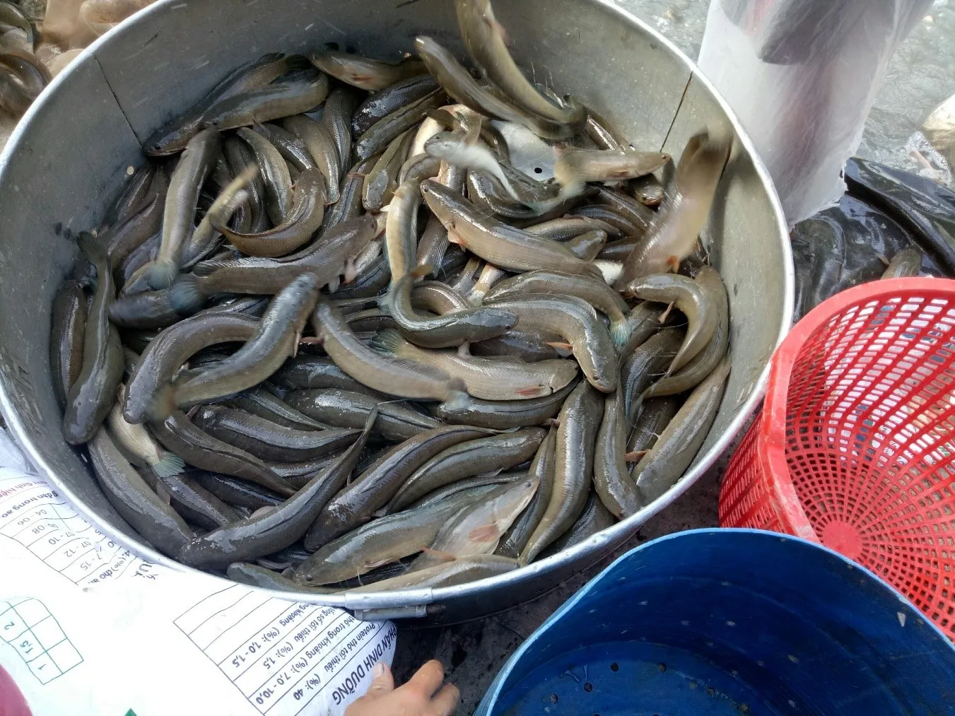 Thu hoạch cá lóc đồng đúng kỹ thuật giúp giữ trọn vẹn độ tươi ngon và săn chắc của thịt cá