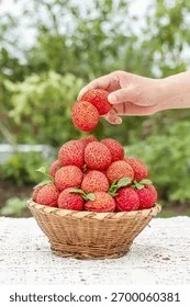 Lựa chọn những trái vải có vỏ đỏ hồng và cuống tươi để đảm bảo chất lượng