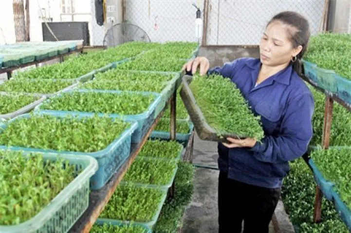 Gieo hạt đều tay trên bề mặt giá thể đã được làm ẩm