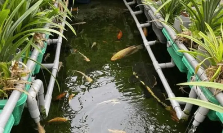 Rau xanh phát triển mạnh mẽ nhờ nguồn dinh dưỡng tự nhiên từ chất thải cá Koi