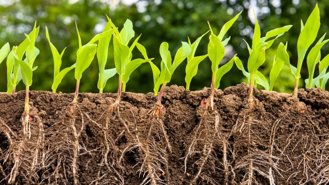 healthy-soil-rhizosphere Bộ rễ phát triển mạnh mẽ nhờ nguồn dinh dưỡng từ phân trùn quế và vỏ chuối