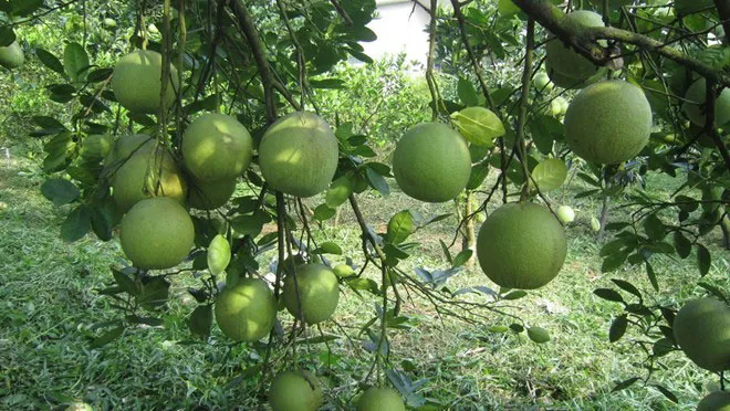 Mô hình bưởi Đoan Hùng mini sân thượng mang lại không gian xanh và nguồn trái cây sạch cho gia đình