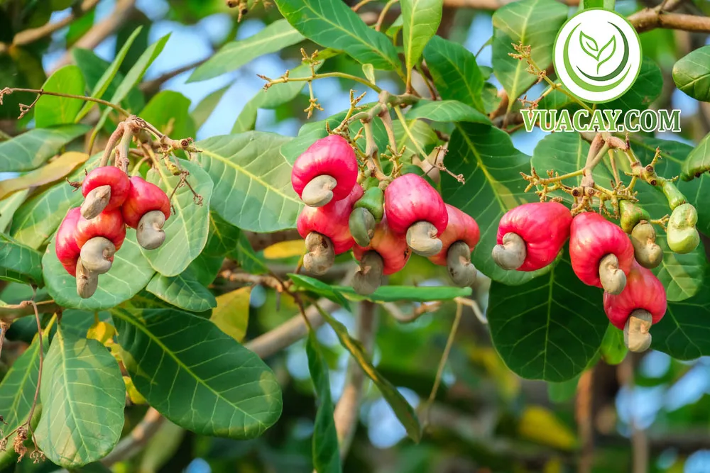 Vườn điều cao sản cây lùn phát triển xanh tốt nhờ bổ sung đầy đủ vi lượng kẽm