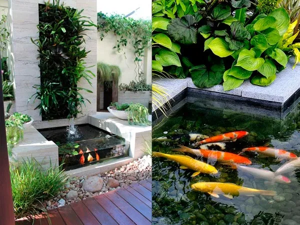 Mô hình ao cá Koi mini kết hợp trồng rau sạch mang lại không gian xanh mát và thư giãn