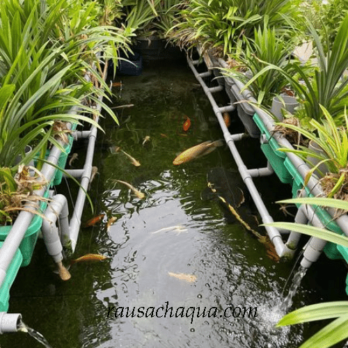 ho-ca-xay-be-tong-kien-co Rau xanh tươi tốt được thu hoạch trực tiếp từ hệ thống nuôi cá Koi tuần hoàn