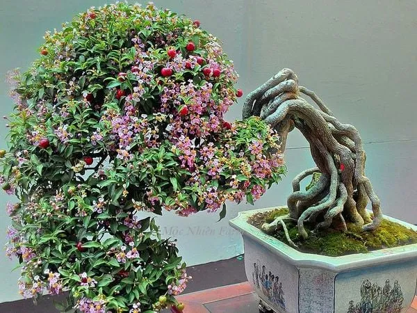 hong-ngoc-mai-8_599b86cf27b8472fb7f3f7a32516a2b1_grande Ánh nắng trực tiếp là yếu tố quyết định độ ngọt và màu sắc của quả Hồng Ngọc Dạ