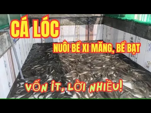 Mô hình hệ thống bể xi măng nuôi cá lóc đồng đạt chuẩn kỹ thuật cho năng suất cao
