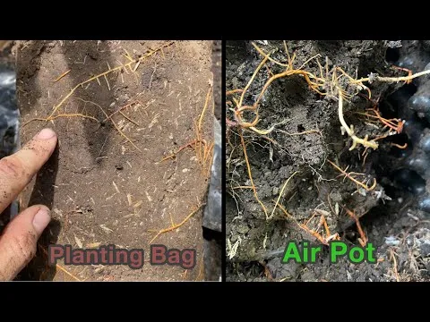 hqdefault-4 Kỹ thuật phối trộn giá thể giàu dinh dưỡng và thoát nước tốt cho sầu riêng trồng chậu