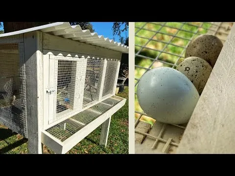 Mô hình nuôi chim cút sân sau cung cấp nguồn trứng sạch và an toàn cho gia đình mỗi ngày