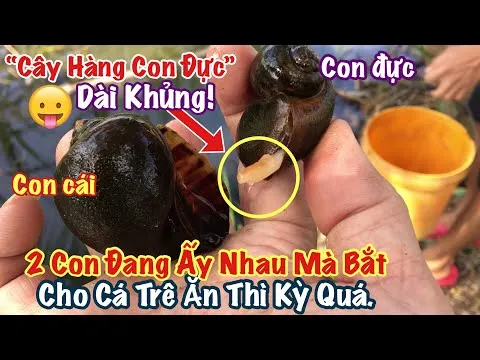 Sự kết hợp giữa thức ăn công nghiệp và thức ăn tự nhiên giúp cá trê béo và thơm ngon