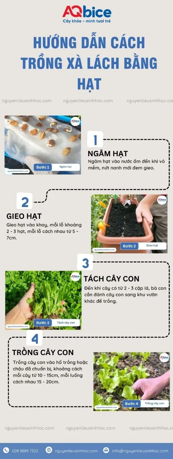 huong-dan-cach-trong-rau-xa-lach-bang-hat Ươm mầm là bước quan trọng khởi đầu cho một vụ mùa xà lách thủy canh thành công