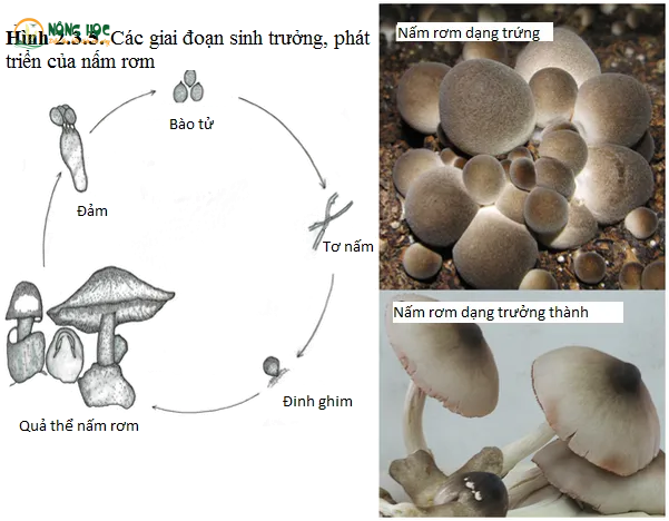Cấu trúc thông thoáng của rơm xay tạo điều kiện cho tơ nấm lan tỏa nhanh và dày đặc