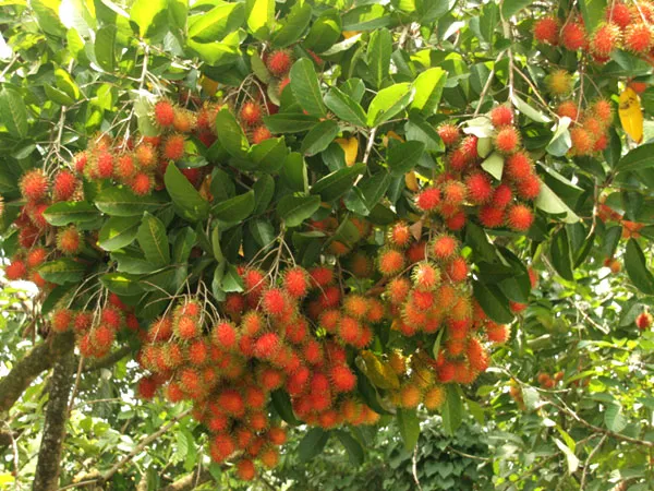 images1946024_chom_chom Vườn chôm chôm Java mini chín mọng mang lại giá trị kinh tế và thẩm mỹ cao