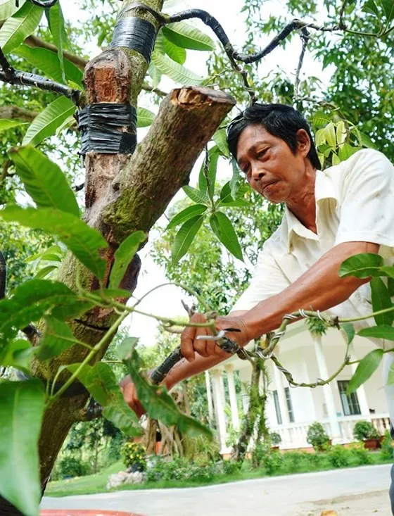 images2218664_1 Kỹ thuật tỉa cành và chăm sóc đóng vai trò quan trọng trong việc tạo ra quả xoài chất lượng
