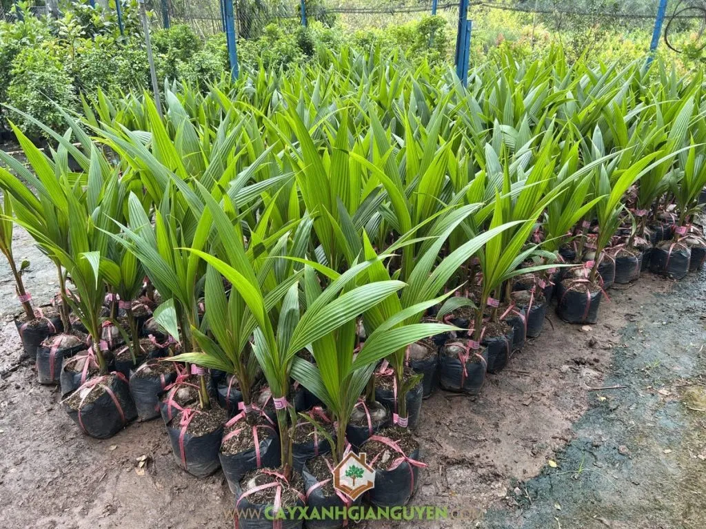 Kiểm soát sâu bệnh định kỳ là yếu tố sống còn để bảo vệ vườn dừa mini