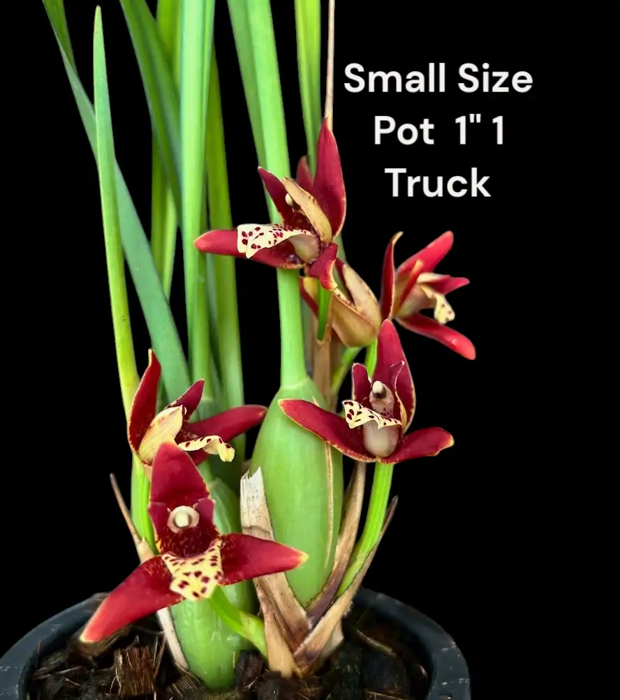 Vẻ đẹp độc đáo và hương thơm quyến rũ của lan Maxillaria Mini khi được chăm sóc đúng cách