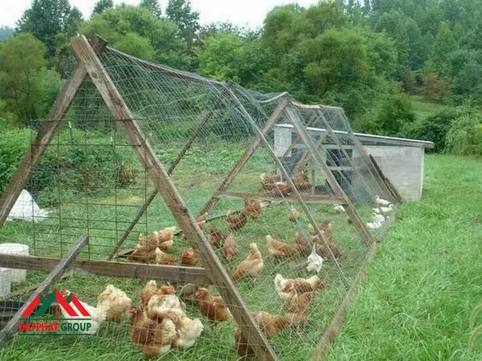 Thiết kế vườn nuôi rộng rãi giúp gà Đông Tảo vảy cá vận động phát triển cơ bắp
