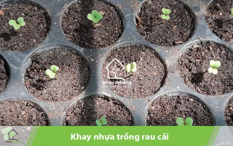 Quy trình gieo hạt đúng kỹ thuật giúp tỷ lệ nảy mầm đạt mức tối đa