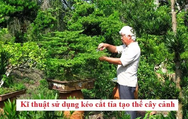 ki-thuat-keo-cat-tia-canh Kỹ thuật cắt tỉa khéo léo giúp cây có dáng vẻ nghệ thuật và sai quả hơn