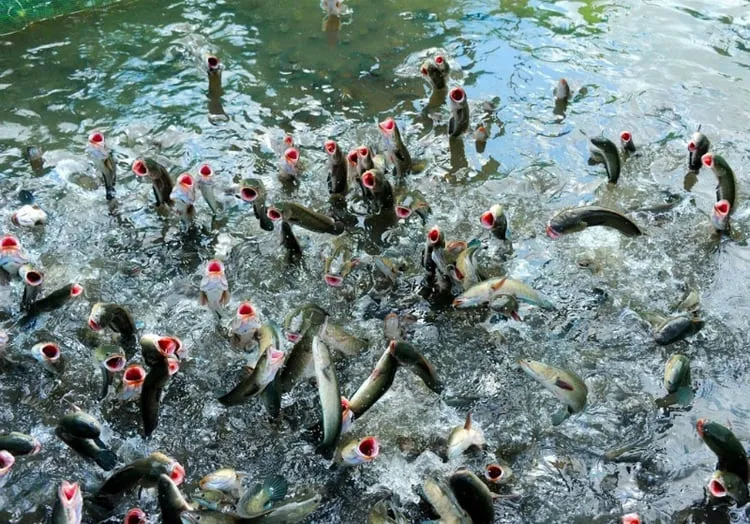 Cá thu hoạch từ ao lót Geotextile có chất lượng thịt tốt và hình thức đẹp mang lại giá trị kinh tế cao