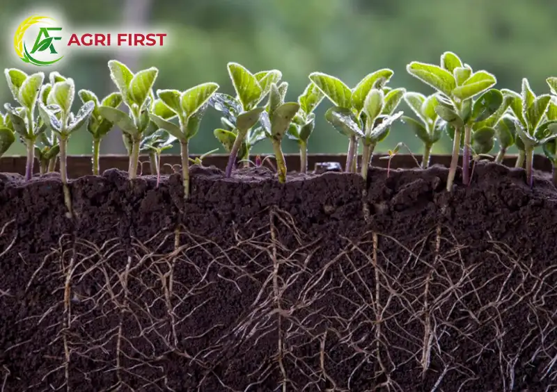 Hệ rễ phát triển khỏe mạnh nhờ các vi sinh vật có lợi từ phân đậu tương